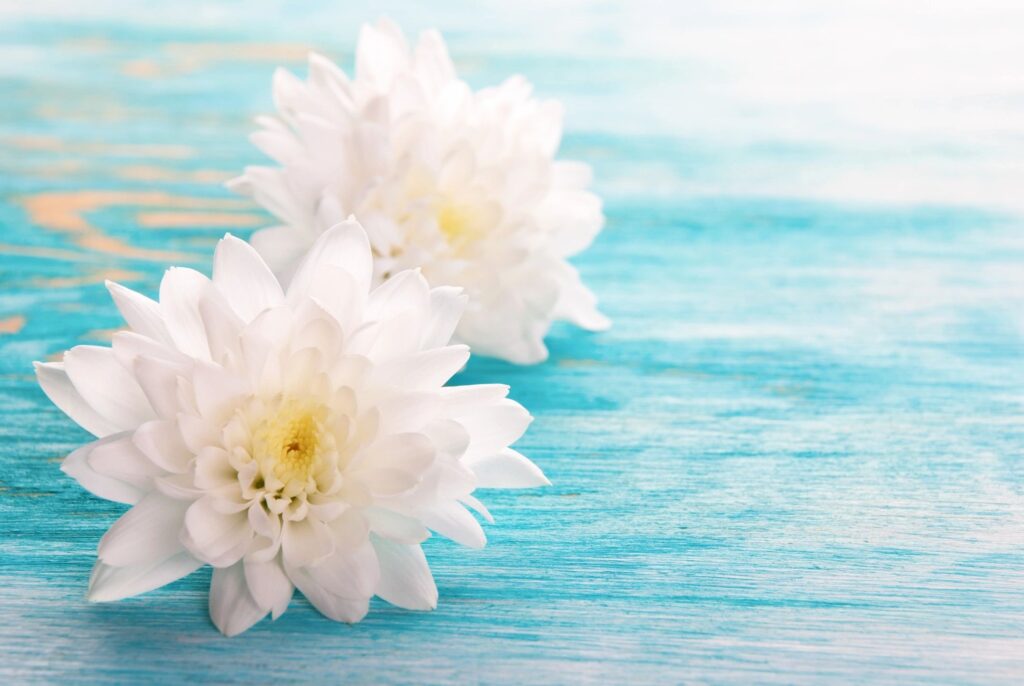 Two white flowers on a blue table