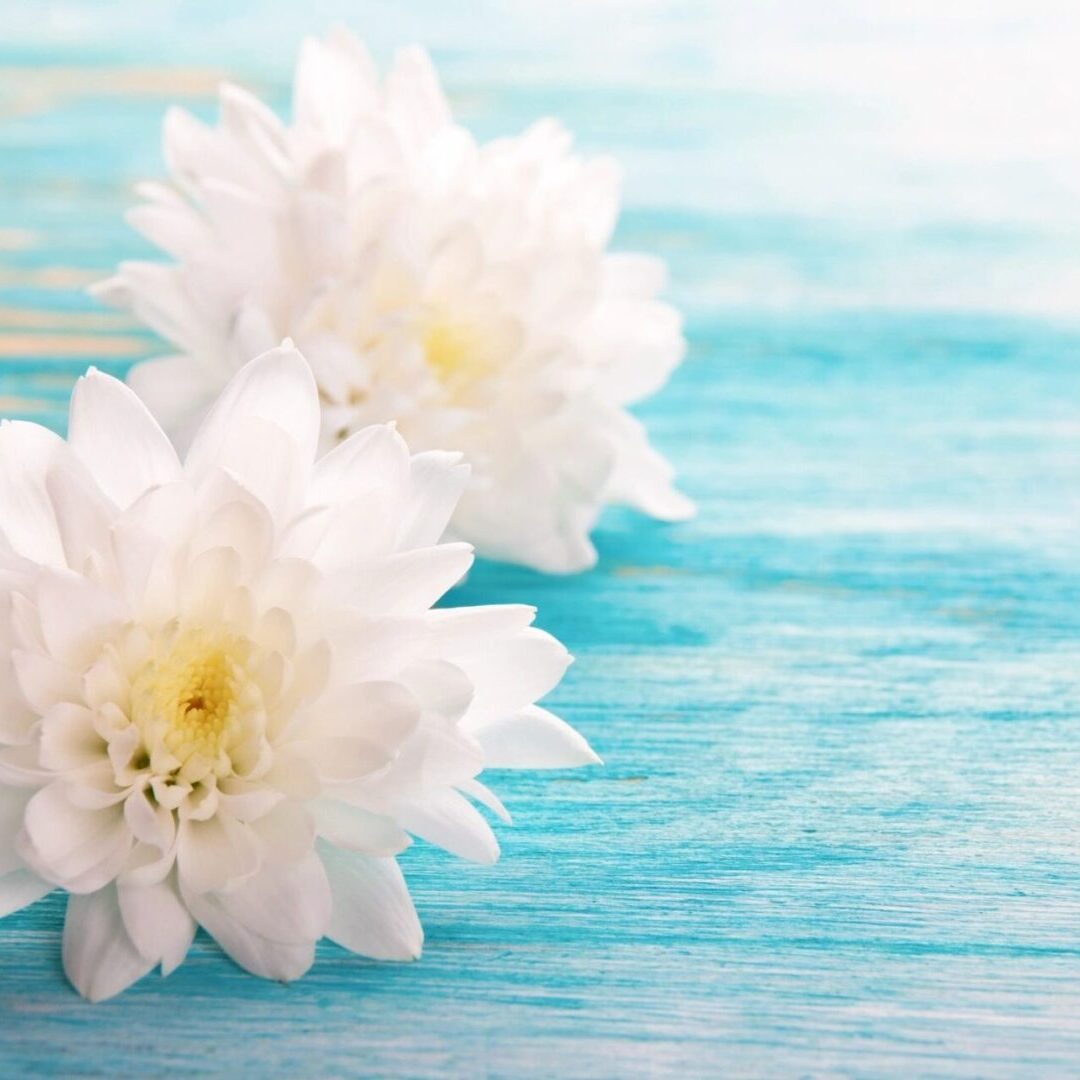 Two white flowers on a blue table